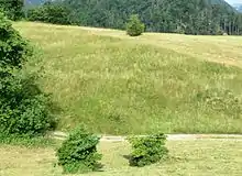 Bear Valley Mass Grave, Vincarje