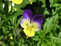 Viola tricolor