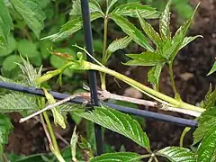 Tendrils beginning to twine around a metal trellis