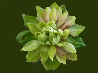 Rosa chinensis 'Viridiflora', in which the petals are replaced with leaves (phyllody)