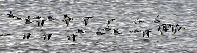 Autumn migration in Sweden