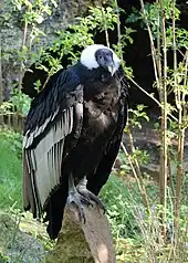 Andean condor in Colombia