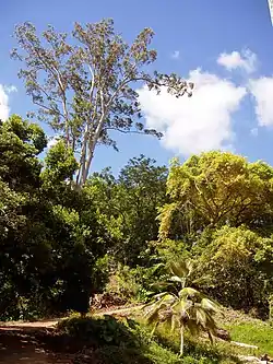 Wahiawā Botanical Garden, one of the tourist spots in Wahiawā