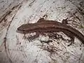 Viviparous lizard