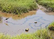 Bolsa Chica Ecological Reserve