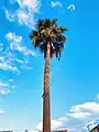 Washingtonia Robusta with an average length of 59 feet, Gaziantep, Turkey