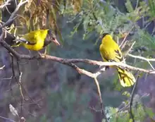 A pair in courtship ritual, riparian zone of central Waterberg, South Africa