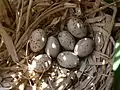 Common moorhen (Gallinula chloropus), small clutch