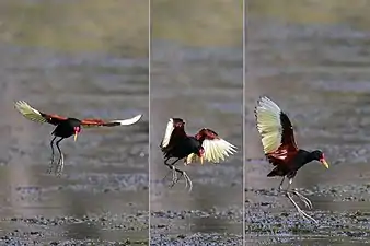 J. j. jacana alightingthe Pantanal, Brazil