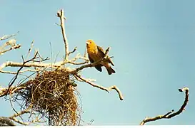 Male sakalava weaver