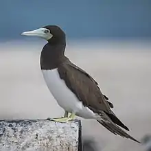 Female at Green Island, Queensland