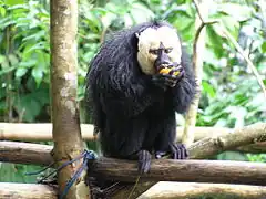 white-faced saki