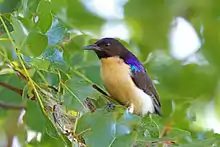 sunbird with black upper body, white undersides, metallic purple patch on shoulder, and thick black bill