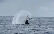 Humpback whale tail-slapping