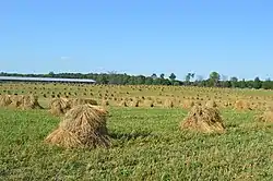 Shocks of wheat on an Amish farm west of Mount Victory