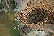 Looking down on three helpless blind chicks in a nest within the hollow of a dead tree trunk