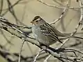 Immature White-crowned Sparrows have more muted plumage.