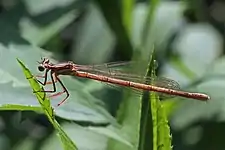 immature femaleWarsaw, Poland