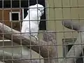 A white parrot