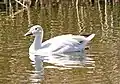 The Park's pond is home to a variety of resident wildlife and migratory waterfowl.