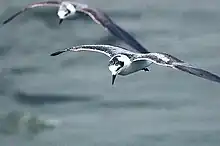 At Kazinga Channel, Uganda