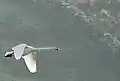 Whooper swans near Kilfenora, County Clare, Ireland