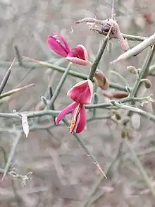 Wild Alhagi in Behbahan, Iran