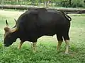 Indian Gaur