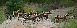 African wild dogs