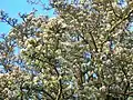 Pyrus pyraster in full blossom