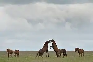 Horses were domesticated on the Pontic-Caspian steppe.