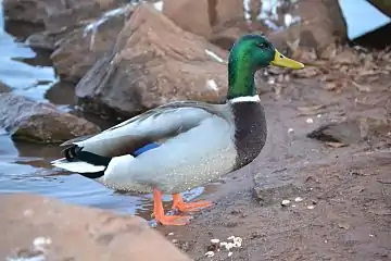 Abundance of wildlife around Lake Bowen.