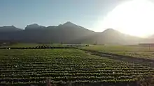 Vineyards in the Breedekloof