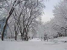 snow covered trees and ground