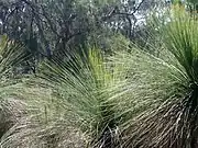 Grass trees