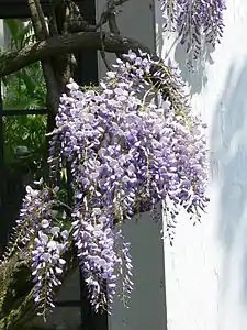 Wisteria is a pale purple color.