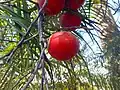 Fruits close up