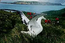 Image 25A wandering albatross (Diomedea exulans) on South Georgia (from Southern Ocean)