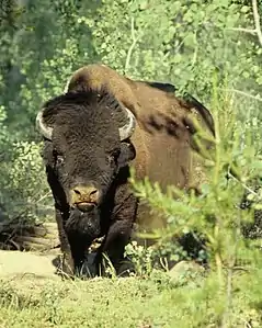 Wood bison (not pure) in Wood Buffalo National Park