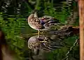 Wood duck in Toronto