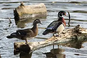 Wood Ducks