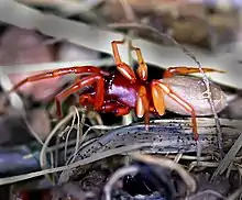 Woodlouse Hunter (Dysdera crocata) side view