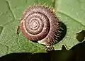 Hairy snail (Trochulus)