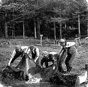 Releasing small trout into the pond at Wyresdale Fishery in 1900.