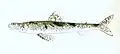 Drawing of Variegated lizardfish