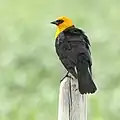 Yellow-headed blackbird