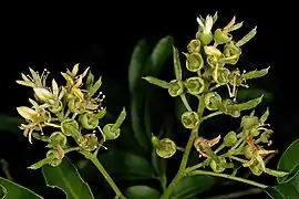 infructescences with green fruit