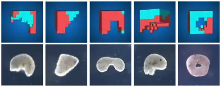 AI methods automatically design diverse candidate lifeforms in simulation (top row) to perform some desired function, and transferable designs are then created using a cell-based construction toolkit to realize living systems (bottom row) with the predicted behaviors.