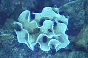 The xenophyophore, another single-celled foraminiferan, lives in abyssal zones. It has a giant shell up to 20 cm across.