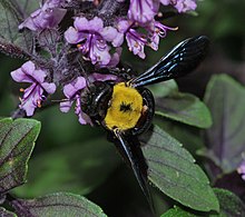 Female foraging on basil flowers. A symbiotic mite is visible on its back.